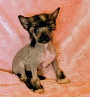 AKC Fiona, a female Chinese Crested for sale in Hagan, GA – Photo 1 of 3