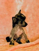 AKC Fiona, a female Chinese Crested for sale in Hagan, GA – Photo 2 of 3