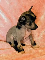 AKC Fiona, a female Chinese Crested for sale in Hagan, GA – Photo 3 of 3