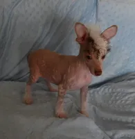 Tucker, a male Chinese Crested for sale in Hagan, GA – 5 of 5