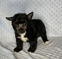 AKC Aiden, a male Chinese Crested for sale in Hagan, GA – Photo 1 of 5