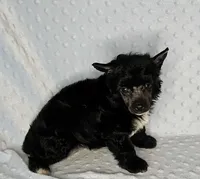 AKC Aiden, a male Chinese Crested for sale in Hagan, GA – Photo 5 of 5