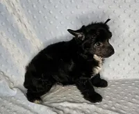 AKC Aiden, a male Chinese Crested for sale in Hagan, GA – Photo 4 of 5