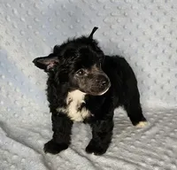 AKC Aiden, a male Chinese Crested for sale in Hagan, GA – Photo 2 of 5