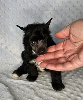 AKC Aiden, a male Chinese Crested for sale in Hagan, GA – Photo 3 of 5