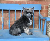  TwinkleToes, a male Chinese Crested for sale in Hagan, GA – 2 of 2