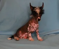 Axel, a male Chinese Crested for sale in Hagan, GA – 2 of 4