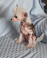 AKC Finn, a male Chinese Crested for sale in Hagan, GA – Photo 3 of 5