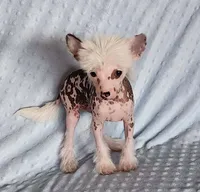 AKC Finn, a male Chinese Crested for sale in Hagan, GA – Photo 2 of 5