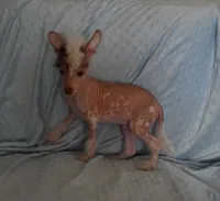 Tucker, a male Chinese Crested for sale in Hagan, GA – 2 of 5