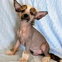 AKC Beau, a male Chinese Crested for sale in Hagan, GA – Photo 4 of 4