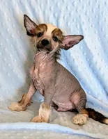 processed/6e932d8e-919e-4f84-9ee2-fe0aee7ba0a1/listing/c2a71c98-b4a4-46b9-a43b-7b1ed4e767d2/1ffc3950-bc7e-4882-ab86-151cba530c75