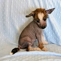 AKC Beau, a male Chinese Crested for sale in Hagan, GA – Photo 3 of 4