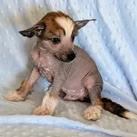 AKC Beau, a male Chinese Crested for sale in Hagan, GA – Photo 2 of 4
