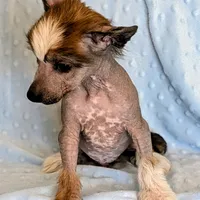 AKC Beau, a male Chinese Crested for sale in Hagan, GA – Photo 1 of 4