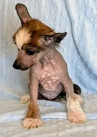 processed/6e932d8e-919e-4f84-9ee2-fe0aee7ba0a1/listing/c2a71c98-b4a4-46b9-a43b-7b1ed4e767d2/d8843833-fcc1-4351-a837-f234a686d871