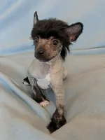 AKC Hudson, a male Chinese Crested for sale in Hagan, GA – Photo 2 of 2