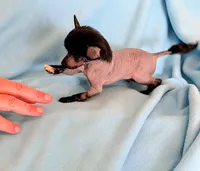 AKC Hudson, a male Chinese Crested for sale in Hagan, GA – Photo 1 of 2