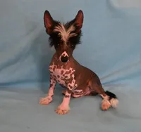 Axel, a male Chinese Crested for sale in Hagan, GA – 1 of 4