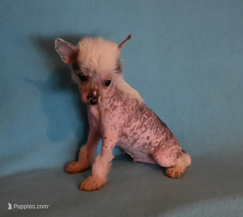 Oliver – Chinese Crested puppy for sale in Hagan, GA