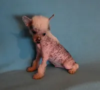 Oliver, a male Chinese Crested for sale in Hagan, GA – Photo 1 of 6