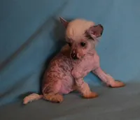 Oliver, a male Chinese Crested for sale in Hagan, GA – Photo 6 of 6