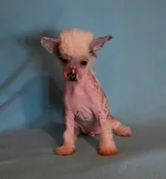 Oliver, a male Chinese Crested for sale in Hagan, GA – Photo 2 of 6