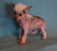 Oliver, a male Chinese Crested for sale in Hagan, GA – Photo 5 of 6