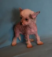 Oliver, a male Chinese Crested for sale in Hagan, GA – Photo 3 of 6