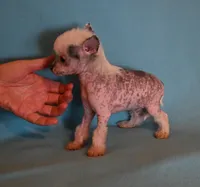 Oliver, a male Chinese Crested for sale in Hagan, GA – Photo 4 of 6