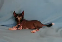 Axel, a male Chinese Crested for sale in Hagan, GA – 3 of 4