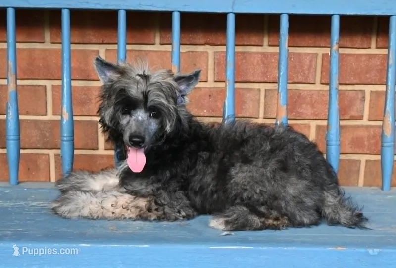ACK Peanut – Chinese Crested puppy for sale in Hagan, GA