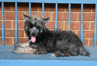  TwinkleToes, a male Chinese Crested for sale in Hagan, GA – 1 of 2