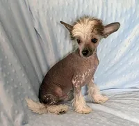 AKC COLLIN, a male Chinese Crested for sale in Hagan, GA – Photo 4 of 4