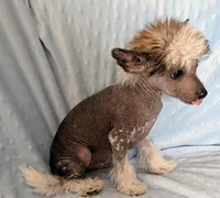 AKC COLLIN, a male Chinese Crested for sale in Hagan, GA – Photo 2 of 4