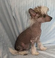 AKC COLLIN, a male Chinese Crested for sale in Hagan, GA – Photo 3 of 4