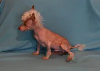 Tucker, a male Chinese Crested for sale in Hagan, GA – 4 of 5