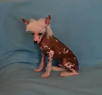 Loki, a male Chinese Crested for sale in Hagan, GA – 5 of 5
