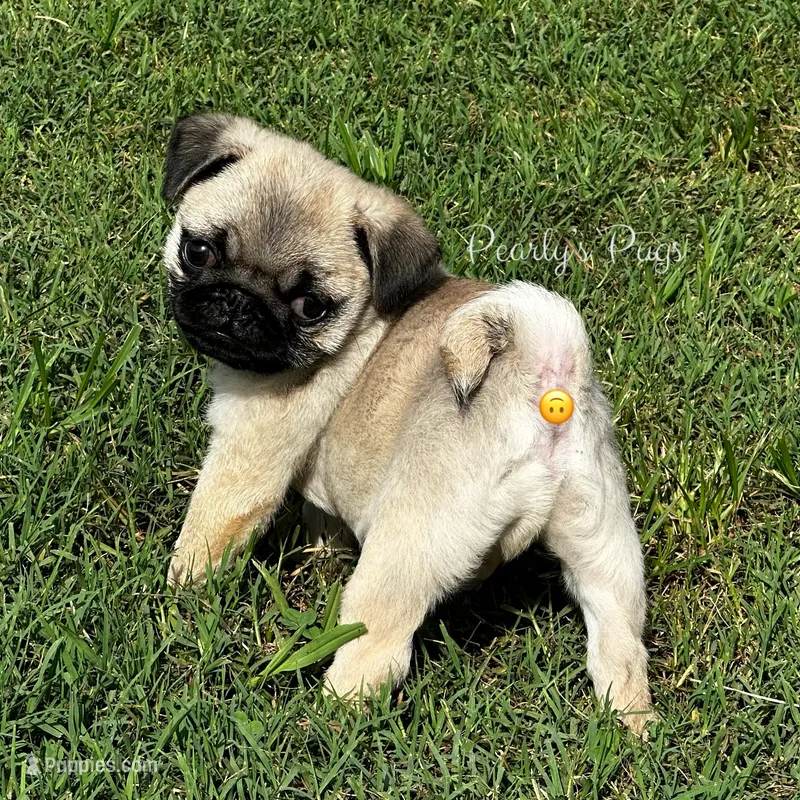 Casey-Ray – Pug puppy on hold in Summerville, GA