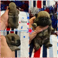 Noa, a male Pug for sale in Summerville, GA – 3 of 7