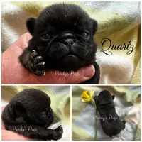 Quartz, a male Pug for sale in Summerville, GA – Photo 1 of 2