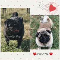 Quartz, a male Pug for sale in Summerville, GA – Photo 2 of 2