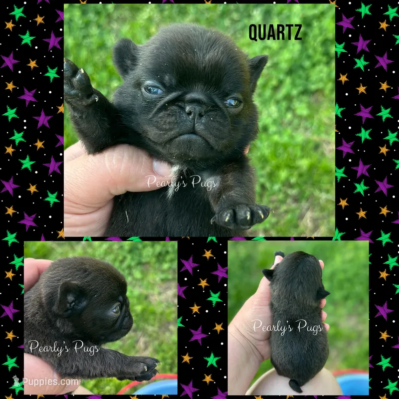 Quartz – Pug puppy on hold in Summerville, GA
