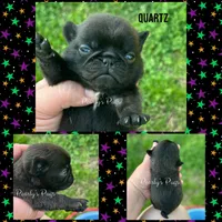 Quartz, a male Pug for sale in Summerville, GA – 1 of 3