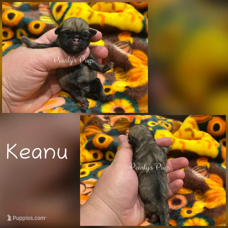Keanu – Pug puppy for sale in Summerville, GA