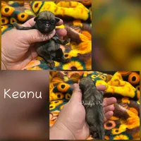 Keanu, a male Pug for sale in Summerville, GA – 1 of 3