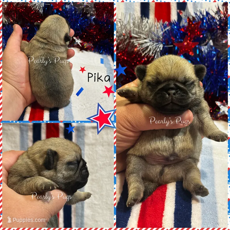 Pika – Pug puppy for sale in Summerville, GA