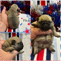 Pika, a male Pug for sale in Summerville, GA – 1 of 5