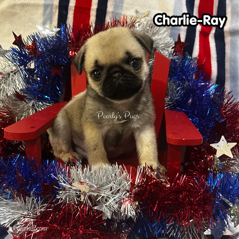 Charlie-Ray – Pug puppy for sale in Summerville, GA