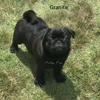 Granite, a male Pug for sale in Summerville, GA – 2 of 5